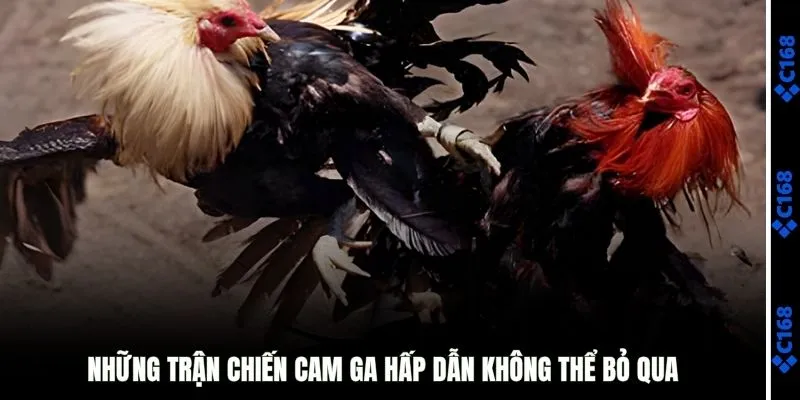 Những trận chiến hấp dẫn không thể bỏ qua 