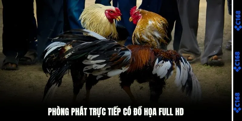 Trải nghiệm đá gà trực tiếp với đồ họa đỉnh cao 