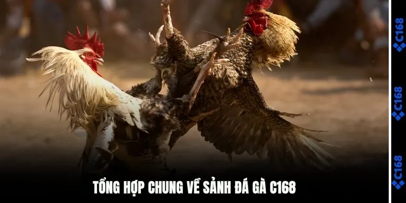 Tổng hợp chung về sảnh đá gà C168 